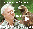 David Attenborough has the ability to share his enthusiasm and love for wildlife. New window not opening?  Bypass your pop-up blocker by holding down the [CTRL] key. 